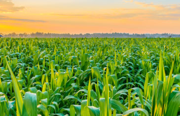 De Telegraaf article – Excercising sports on fields made of corn
