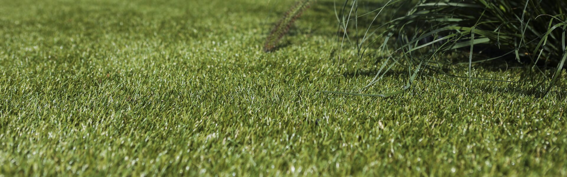 Royal Grass Leader Superior